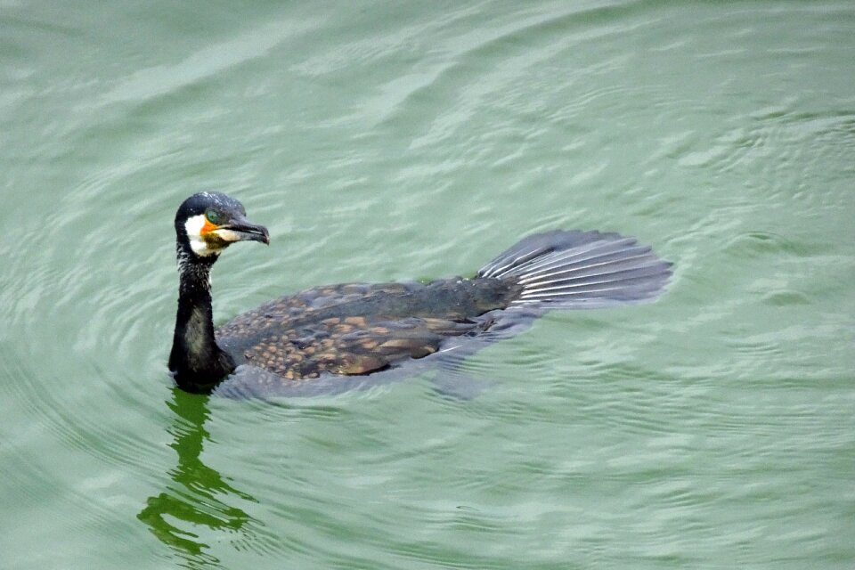 Black cormorant large cormorant black shag