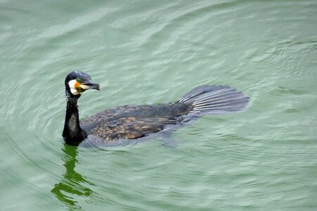 Black cormorant large cormorant black shag photo