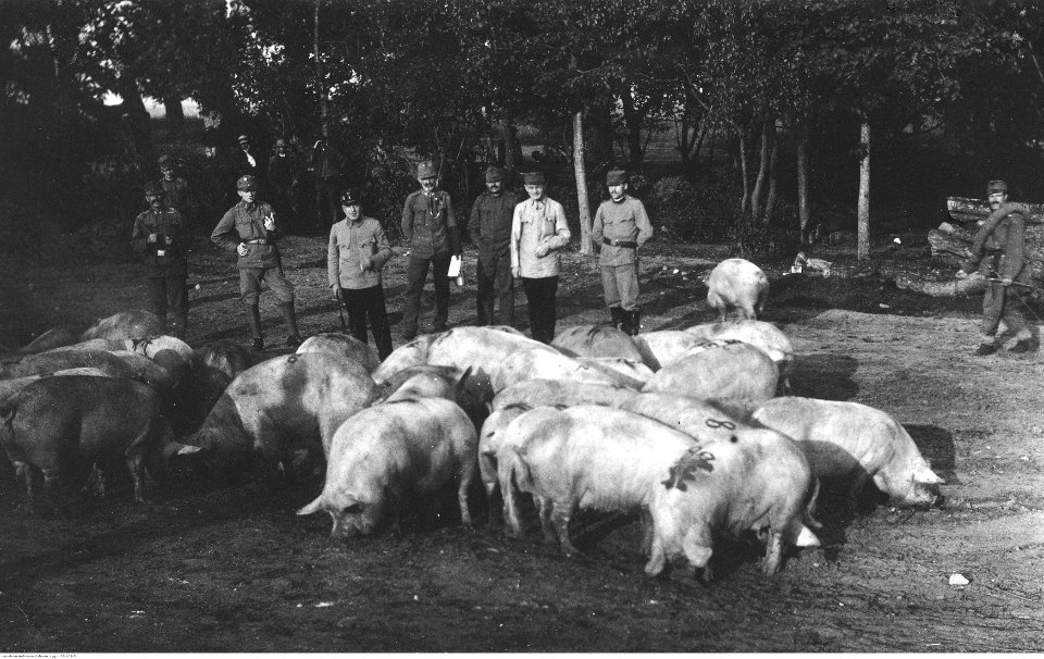 Wojsko Cesarsko-Królewskie (22-109-5)