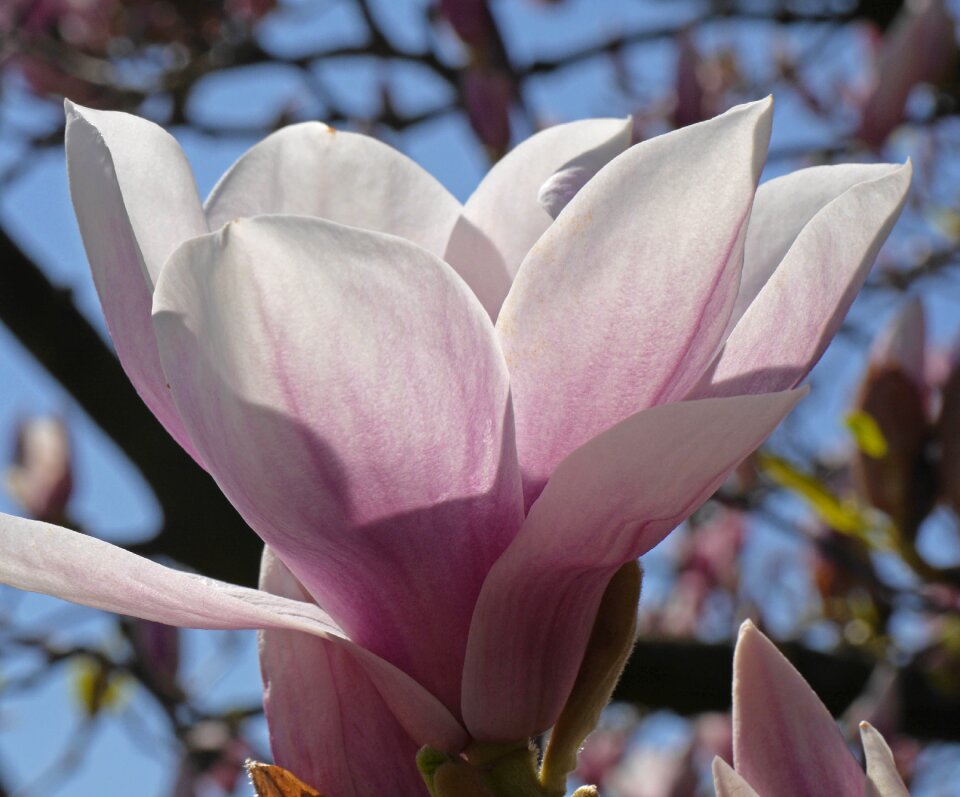 Backlighting flower plant
