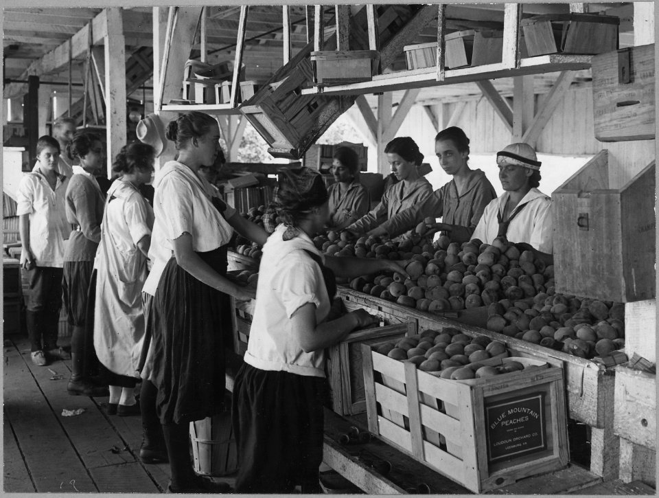 World War I farmerettes pack peaches on a Virginia fruit farm in August, 1917. - NARA - 512802