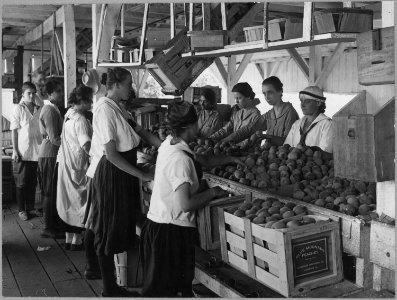 World War I farmerettes pack peaches on a Virginia fruit farm in August, 1917. - NARA - 512802