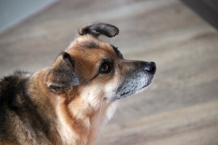 Floppy ears attention grey snout