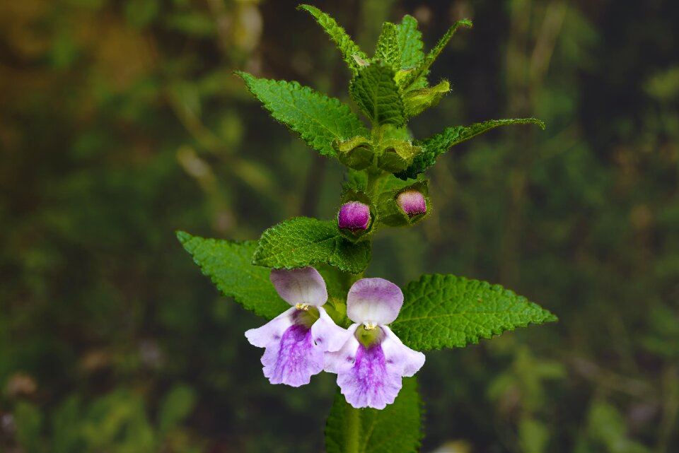Leaf aromatic flower