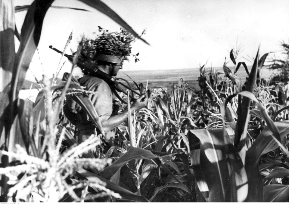 Wojska niemieckie w polu kukurydzy pod Rostowem (2-917)