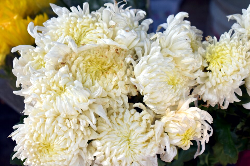 Chrysanthemum flower white flowers anastasia white spider