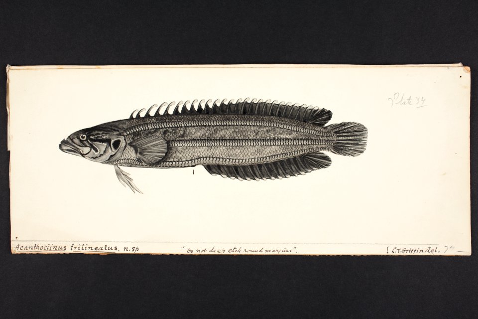Acanthoclinus trilineatus n. sp. Griffin. (48753382248)