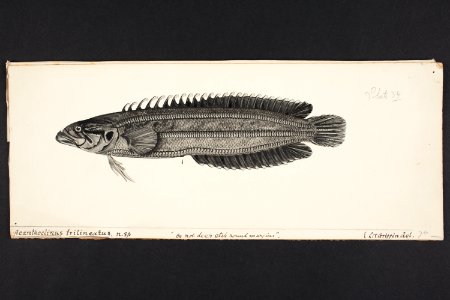 Acanthoclinus trilineatus n. sp. Griffin. (48753382248)