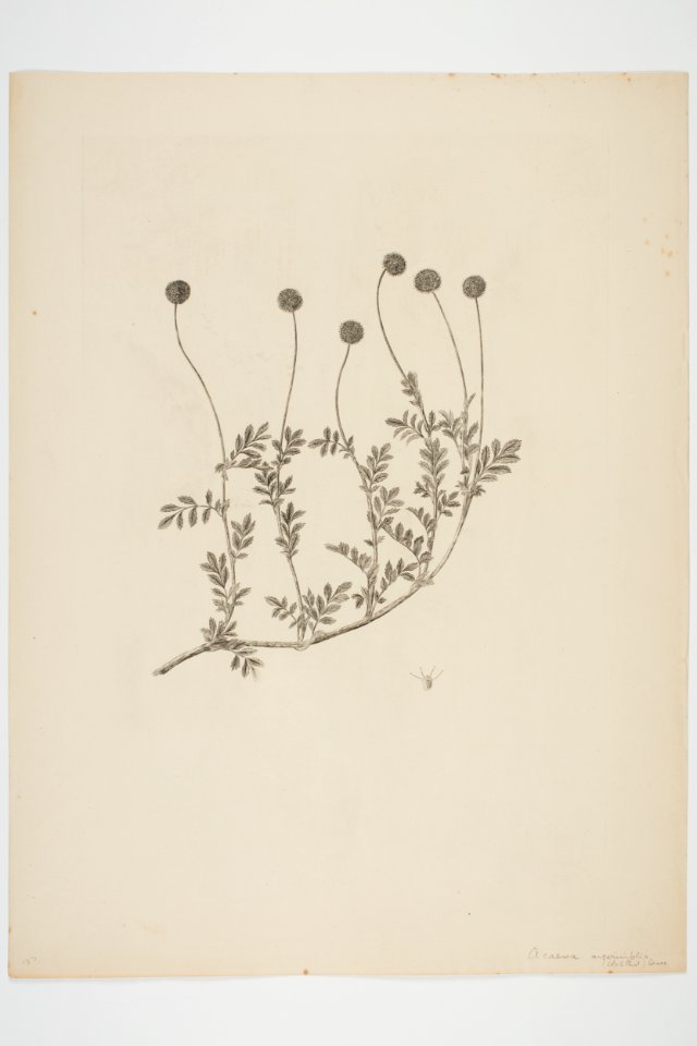 Acaena anserinifolia (48752606777)