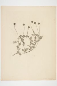 Acaena anserinifolia (48752606777)
