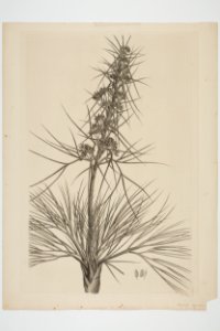 Aciphylla squarrosa (48752959657)