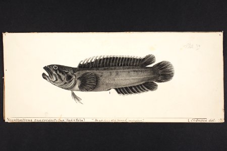 Acanthoclinus quadridactylus ( Block & Schn) (48752617637)