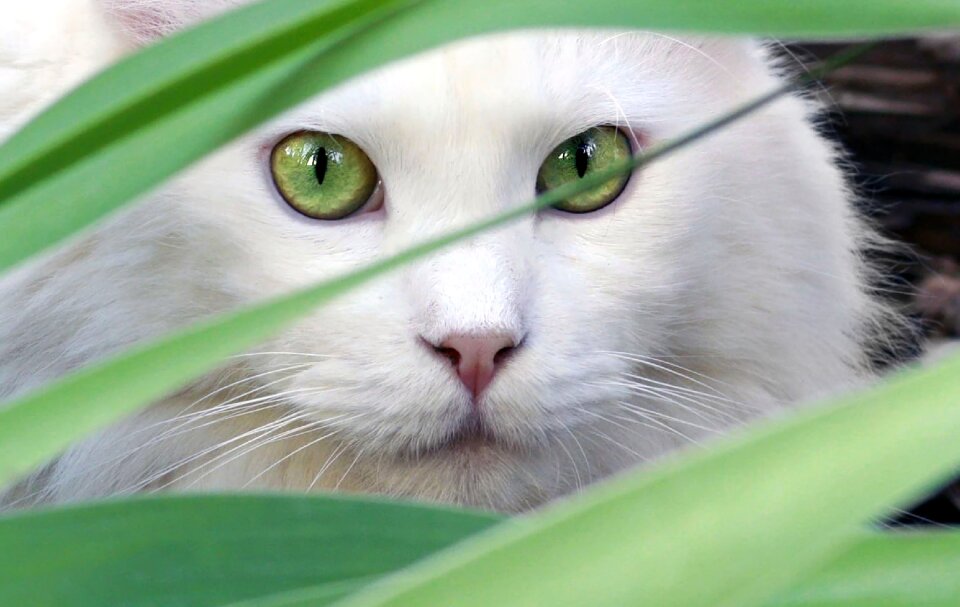 Cat beautiful pet