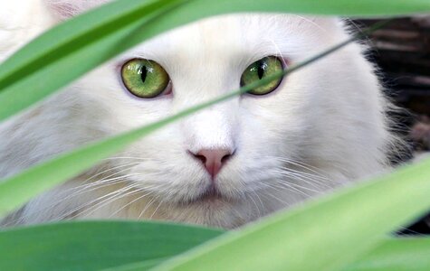 Cat beautiful pet