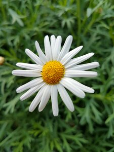 Flower season marguerite daisy