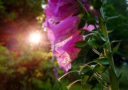 Leaf summer foxgloves