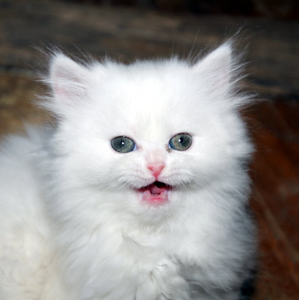 Persian cat white persian kitten feline