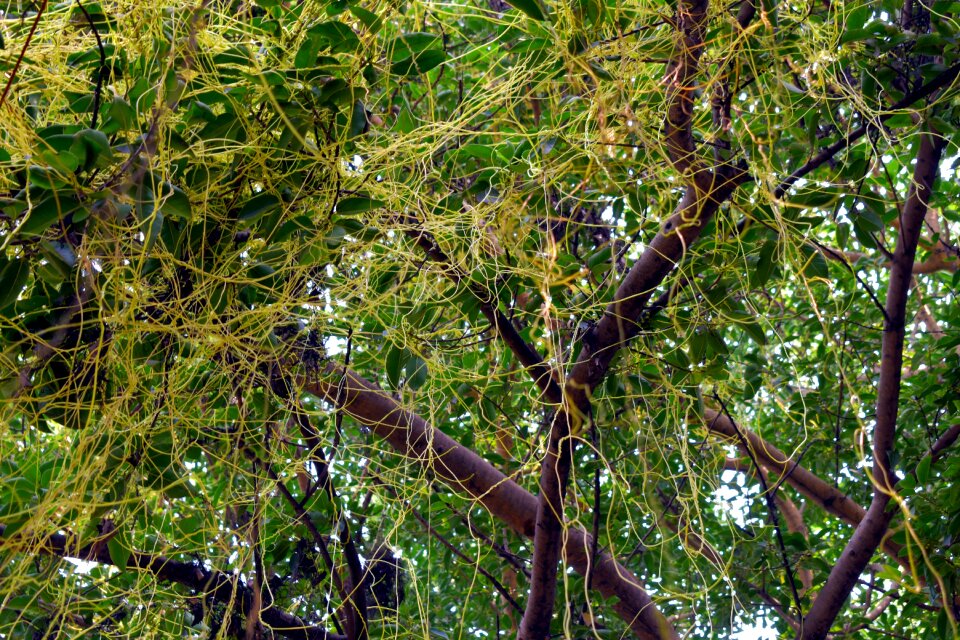 Cuscuta parasitic strangleweed