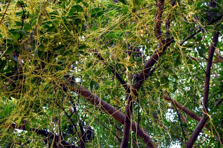 Cuscuta parasitic strangleweed