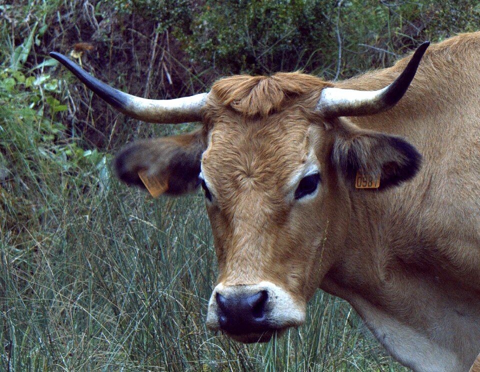 Animal nature blonde cow milk