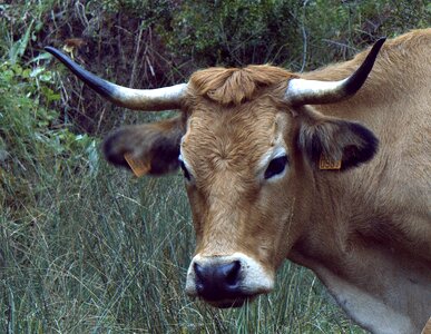 Animal nature blonde cow milk