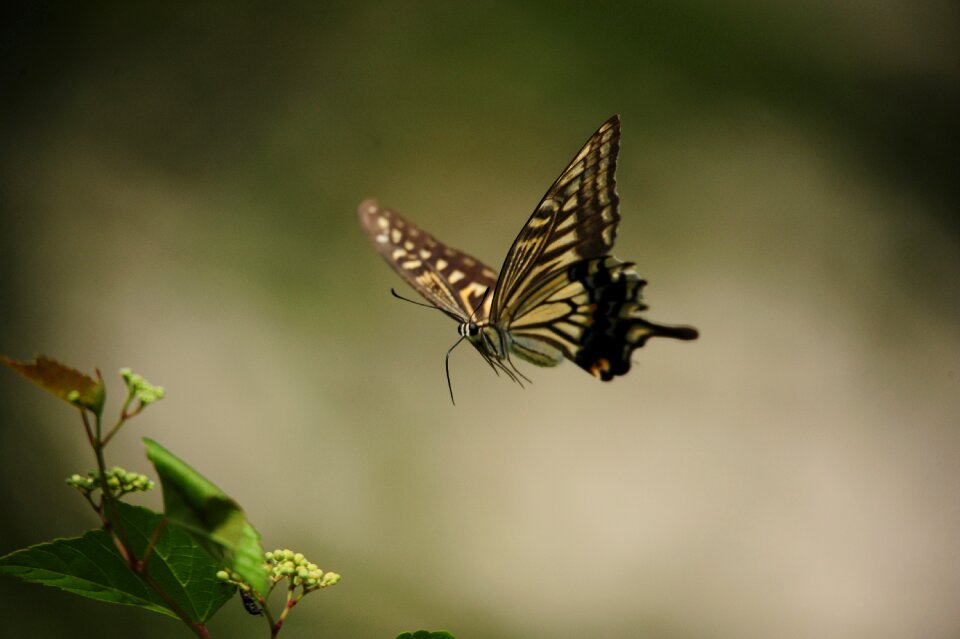 Butterfly flying swallowtail butterfly