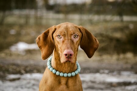 Cute brown fur photo