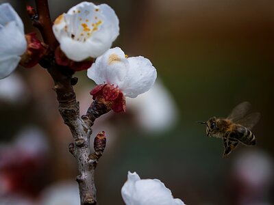 Season bee close up photo