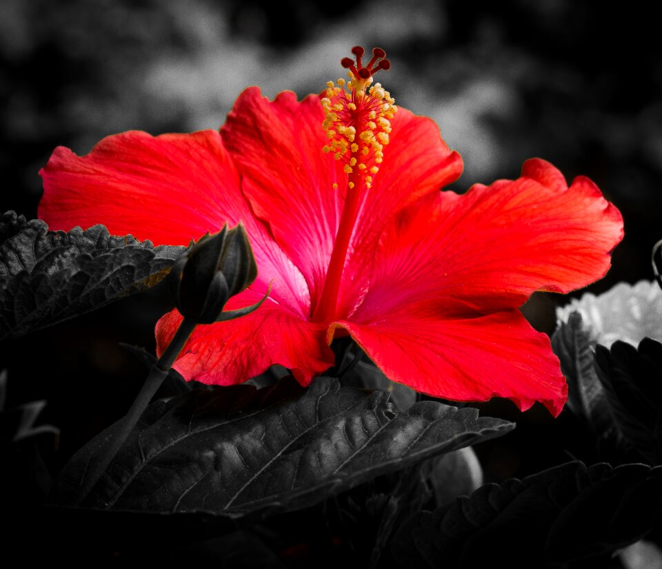 Petals plant red hibiscus