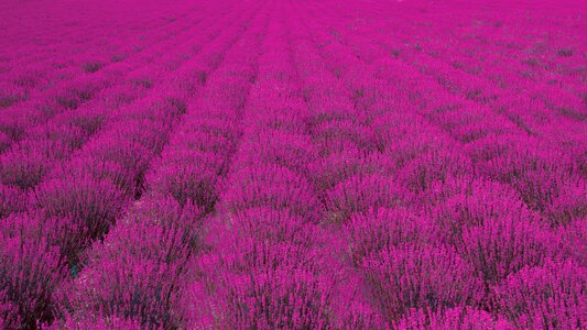 Lavender nature plant