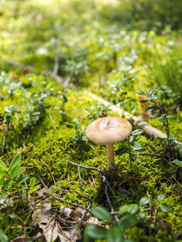 Mushrooms grass litter