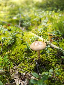 Mushrooms grass litter