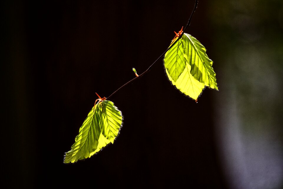 Tree new leaf spring leaf