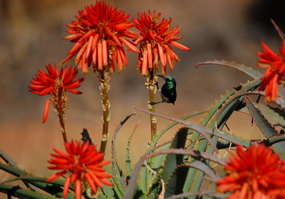 South african orange hummingbird