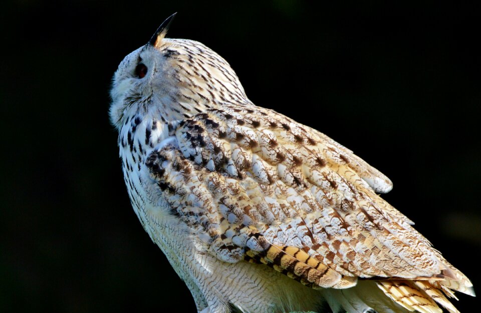 Bird of prey raptor bird