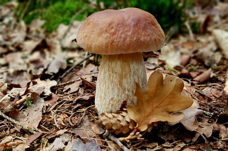 Forest forest floor nature