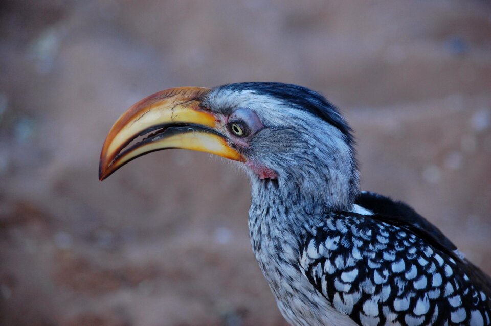 Hornbill africa bird