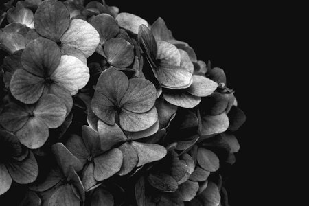 Hydrangea blackandwhite flower
