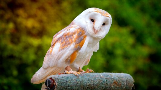 Wildlife bird outdoors