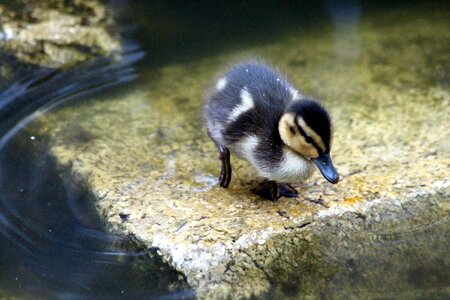 Duck young living nature photo