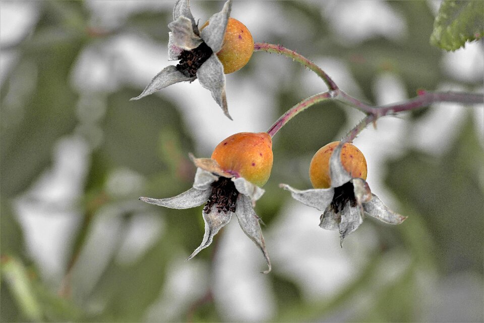 Fruit wild rose plant