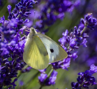 Feeding nectar lavender