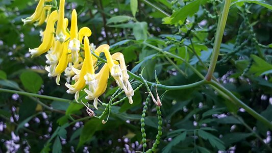 Flowers yellow flower wildflower