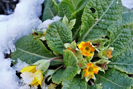 Bloom winter blast winter