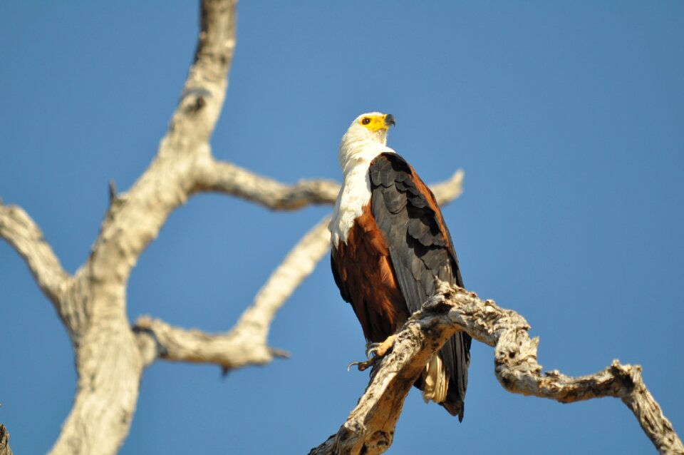 Outdoors raptor animal