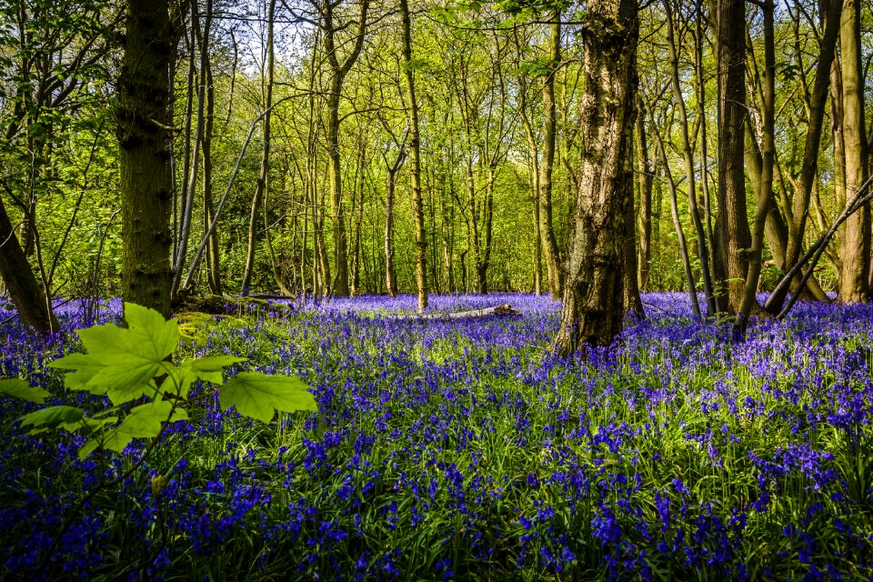 Floral park forest photo