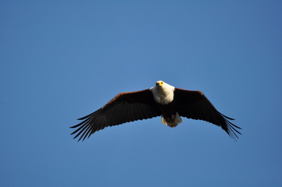 Wildlife flight nature