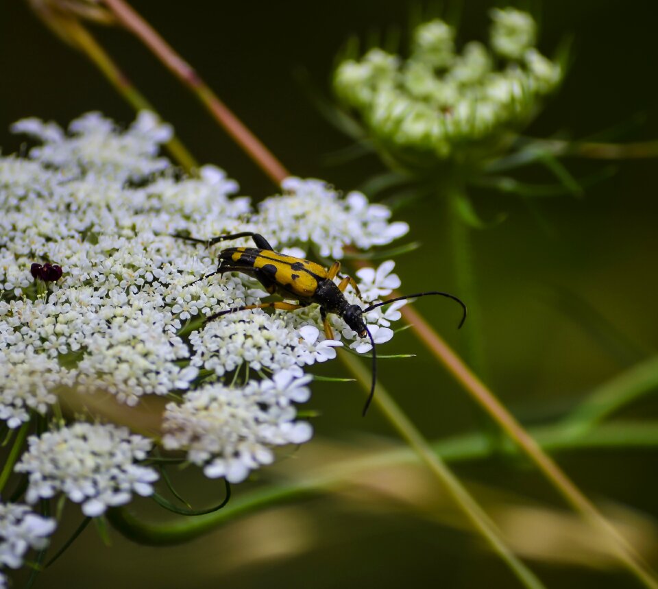 Wildlife coleopteran strangalia melanura