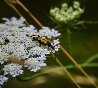 Wildlife coleopteran strangalia melanura