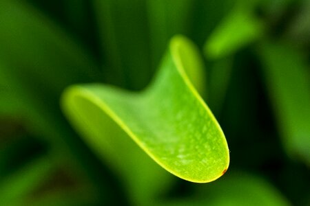 Leaf close up feel good insects